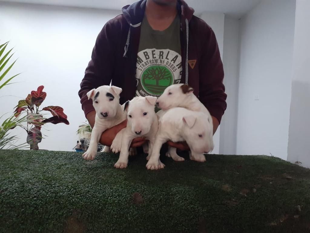 Bull Terrier Cachorros