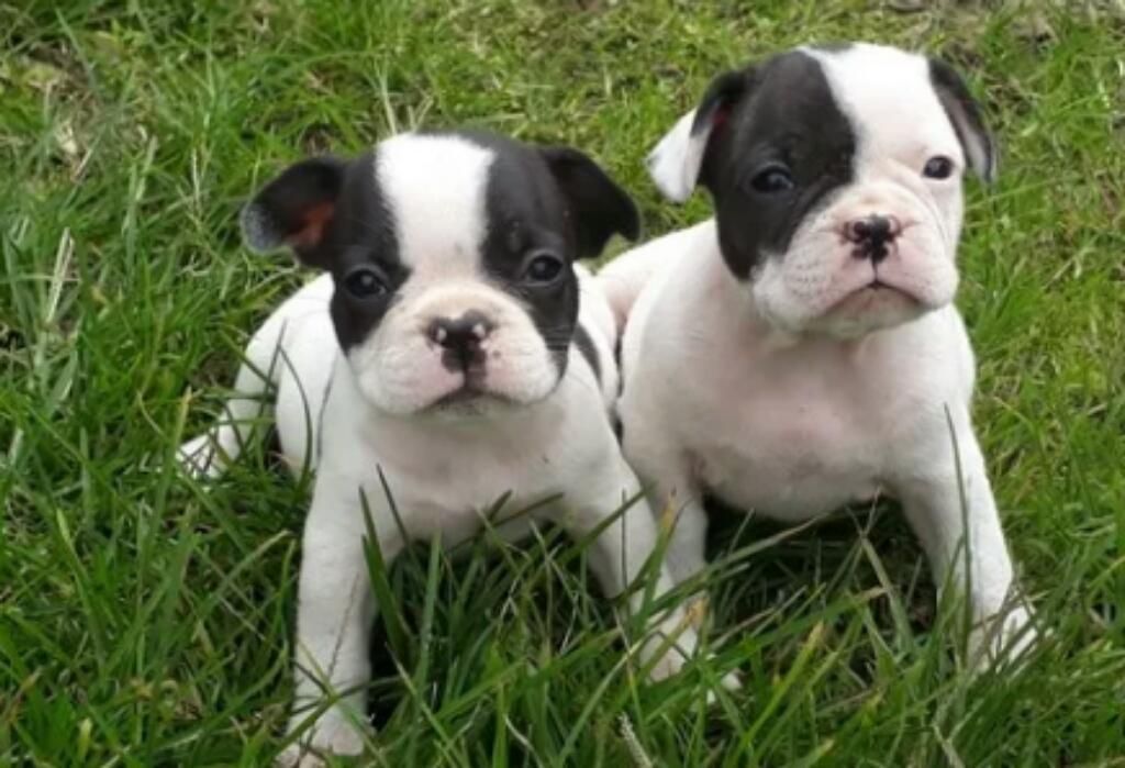 Bulldog Frances Hermosos