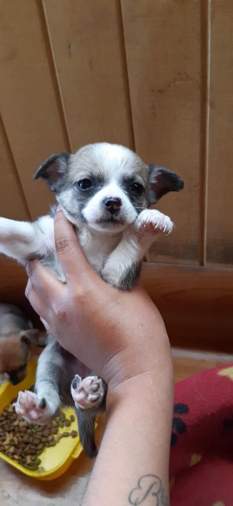 Cachorritas Chihuahua Minitoy