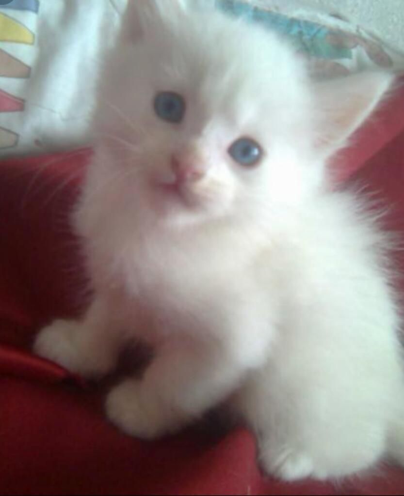 Gato Angora Blanco de Ojos Celestes