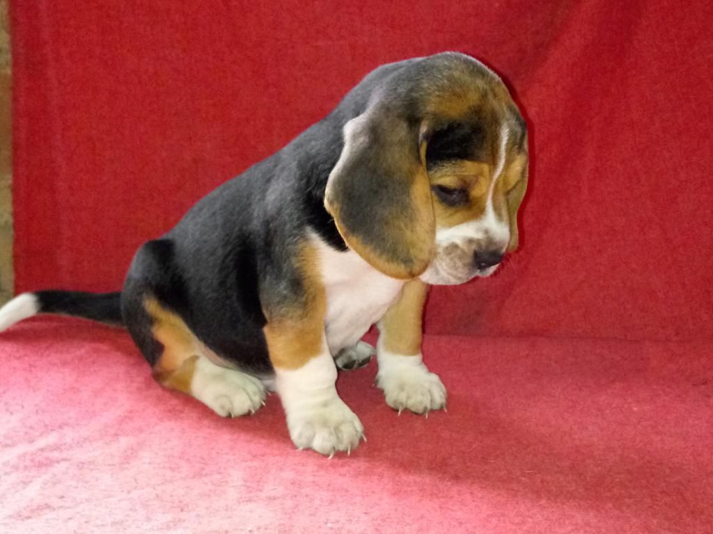 Gran Camada 100% Beagles