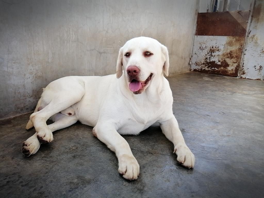 Labrador Servicio de Monta