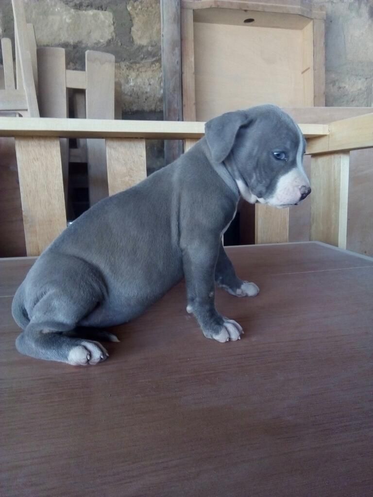 Pitbulls Blue Nose Cachorros