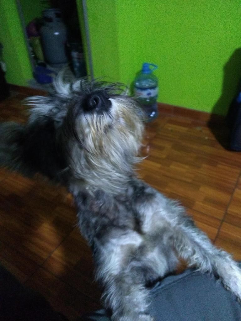 SCHNAUZER EN VENTA