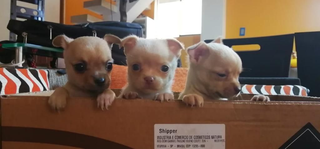 Se Venden Cachorritos Chihuahua Toys