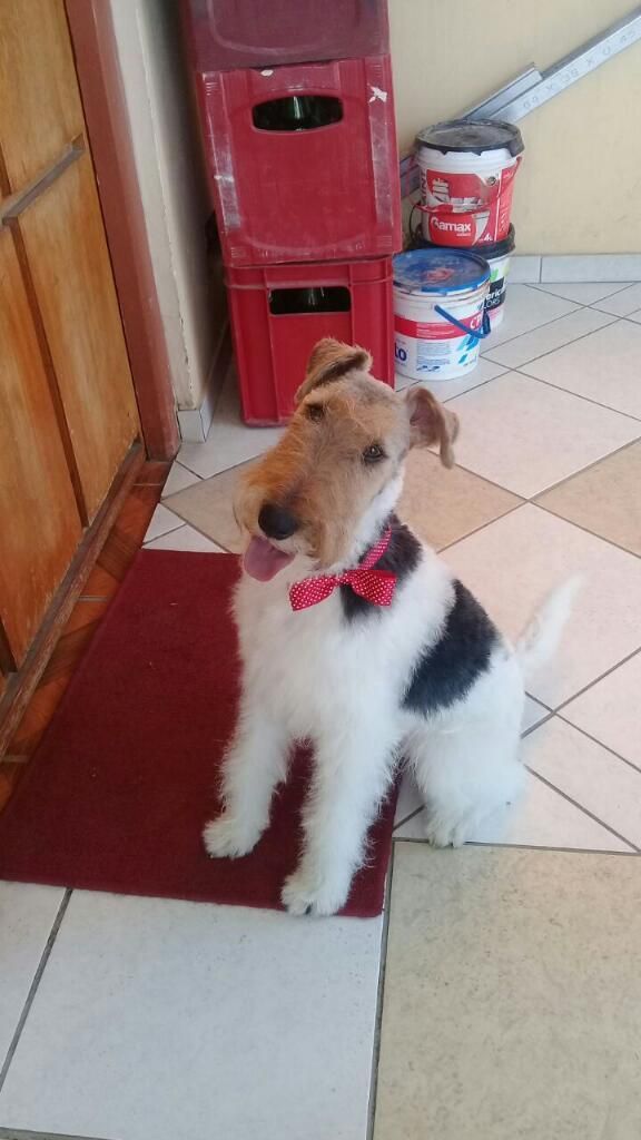 Servicio de Monta Fox Terrier