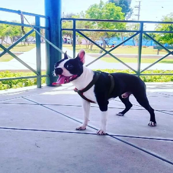 Servicio de monta BOSTON TERRIER