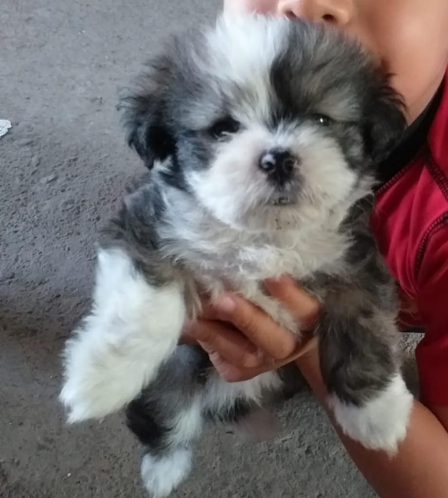 Shih Tzu