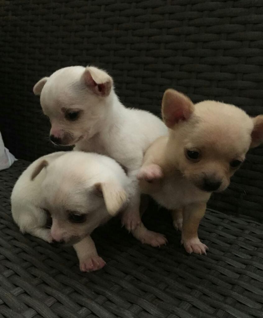 Vendo Lindos Chihuahuas