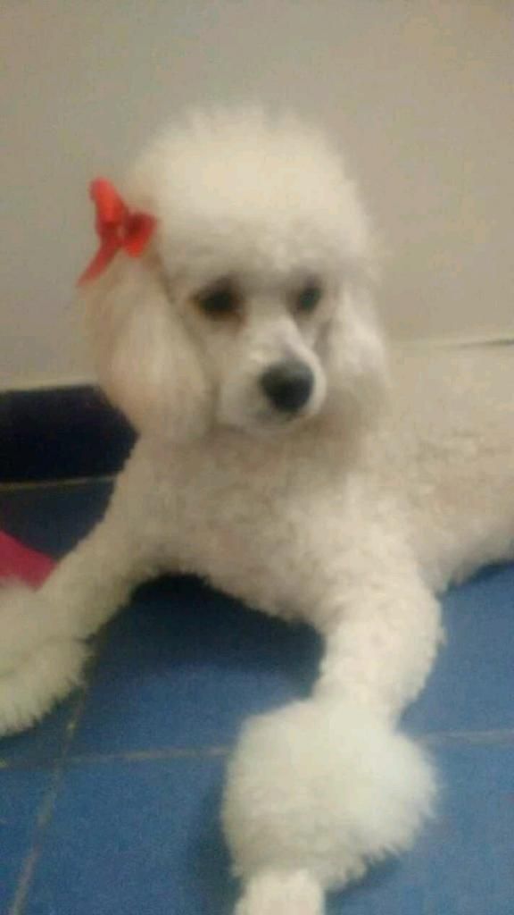 Vendo Mi Linda Poodle Tiene Un 1 Y Medio