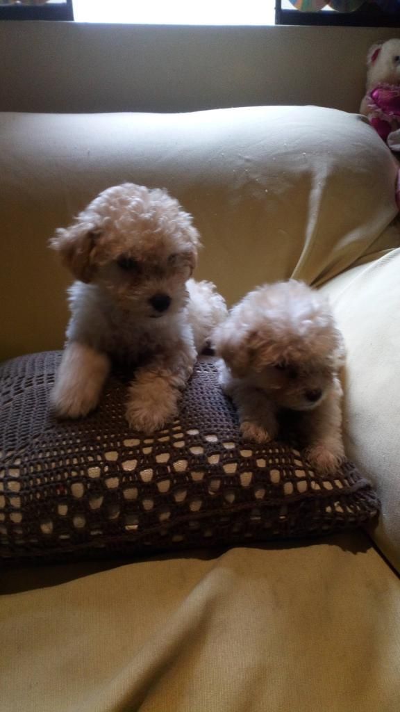 Vendo Poodle