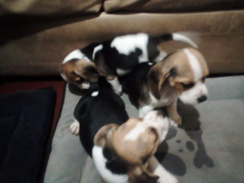 vendo URGENTE cachorros beagle tricolor desparacitados