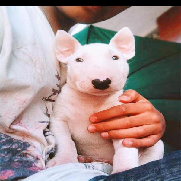 Bull Terrier..