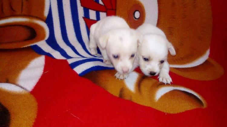 Cachorros Chihuahua Cruzados