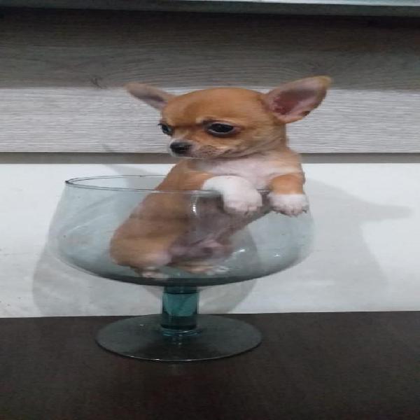 Chihuahua Hermoso Cachorrito Enanito Toy