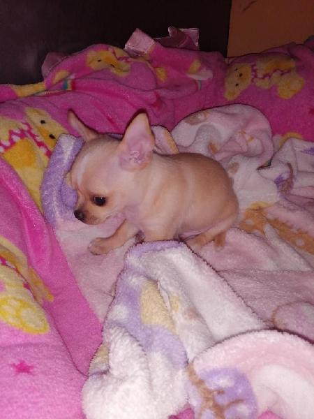 Chihuahua Macho Caramelo