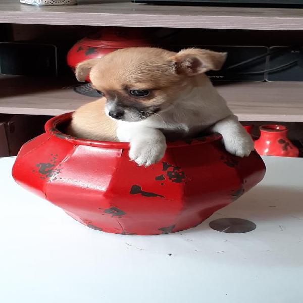 Chihuahua Toy Hembrita