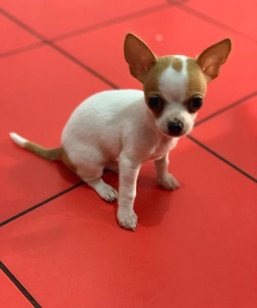 Chihuahuas hembra/macho