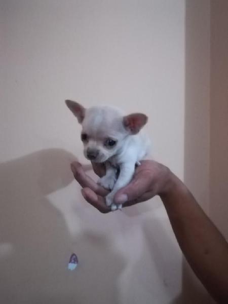 Vendo Cachorro Chihuahua Mini Toy,,