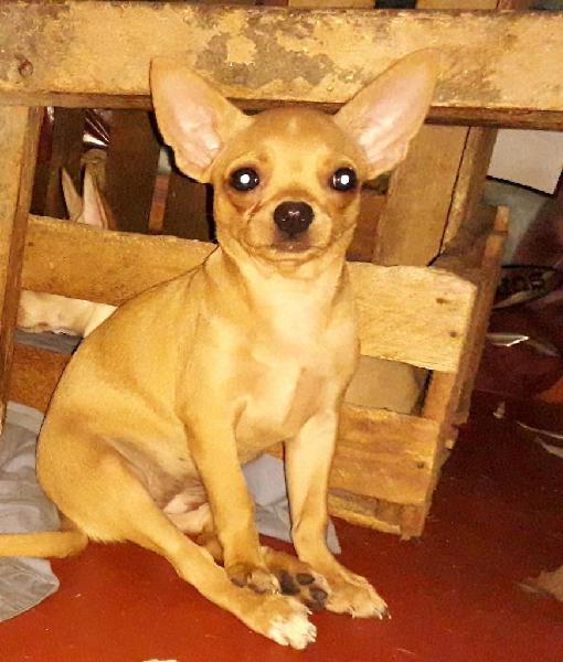 Venta de Chihuahuas