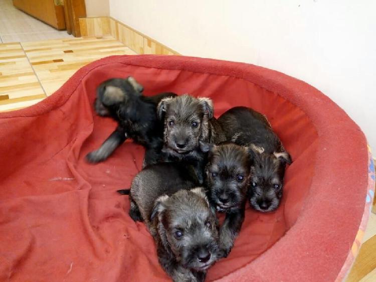 Cachorros Schnauzer