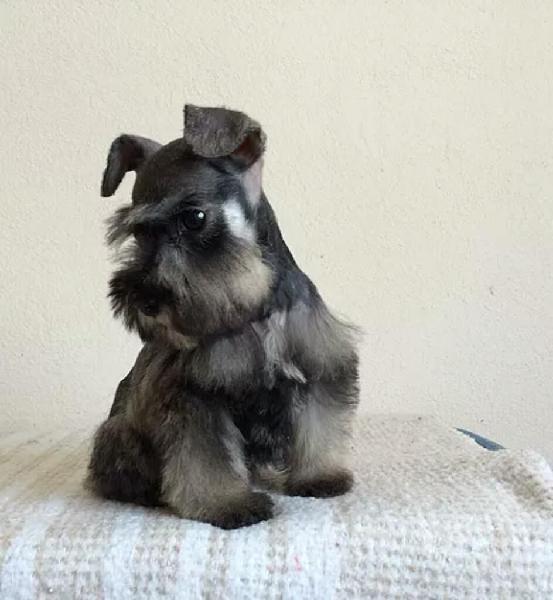 Cachorros Schnauzer Miniatura Disponible