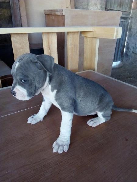 Pitbuls Blue Nose Cachorros