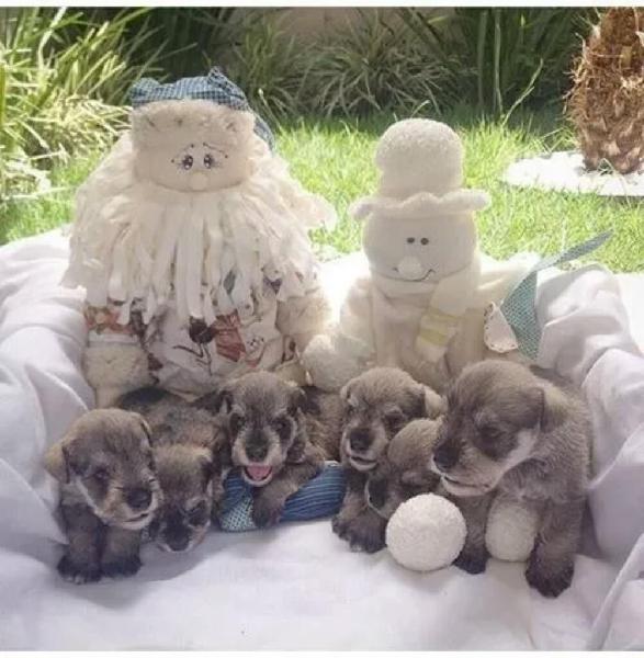 Cachorritos Schnauzer Miniatura