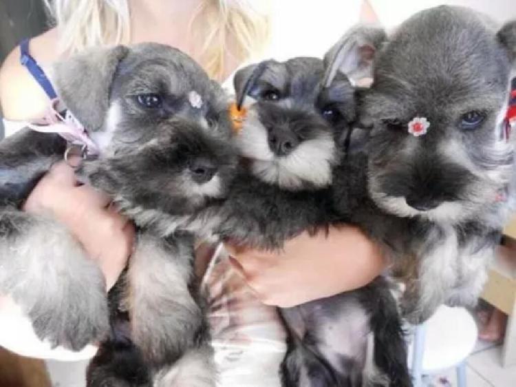 Cachorros Schnauzer Miniatura Plata