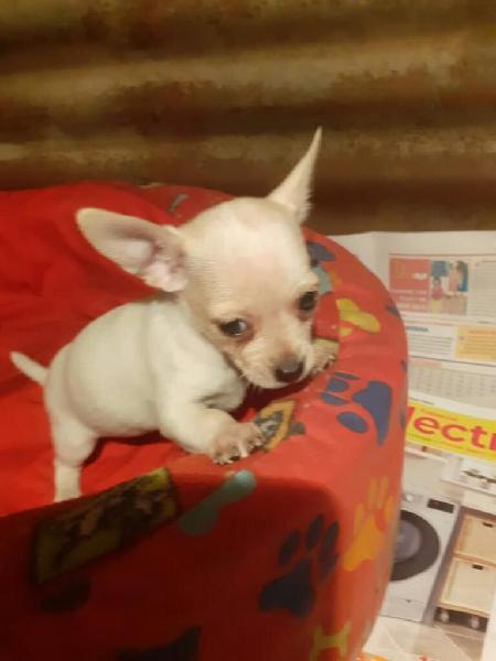 Chihuahua Toy Macho 2 Meses