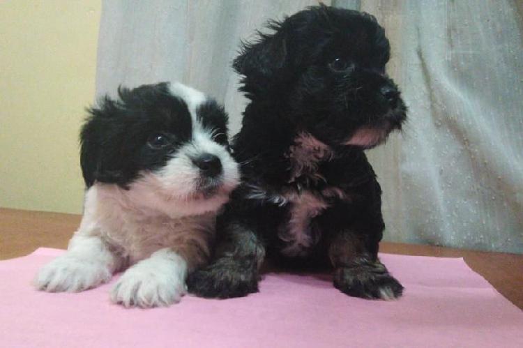 Vendo hermosos cachorros shitzu cruse con poodle