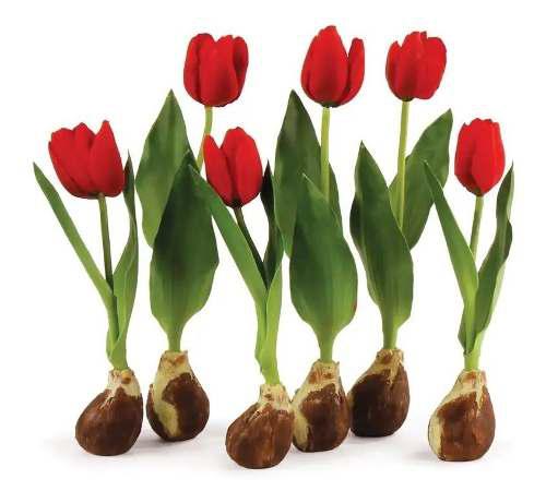 Bulbos De Tulipán Holandeses