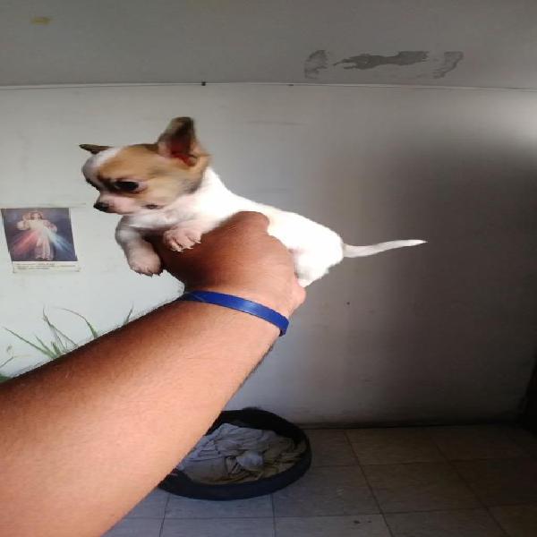 Cachorro Chihuahua en Venta
