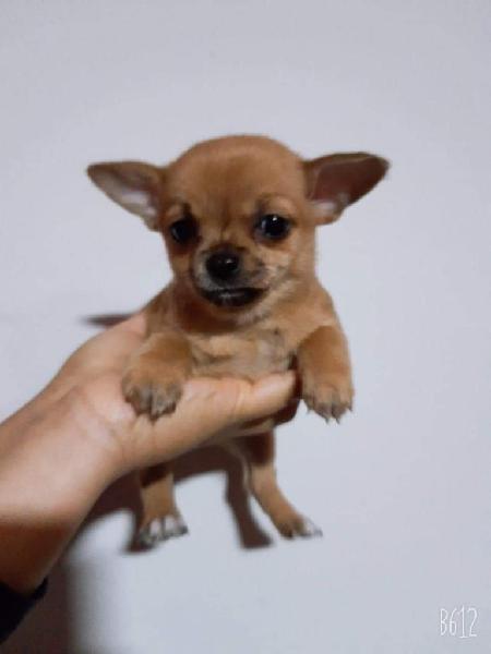 Cachorros Chihuahua