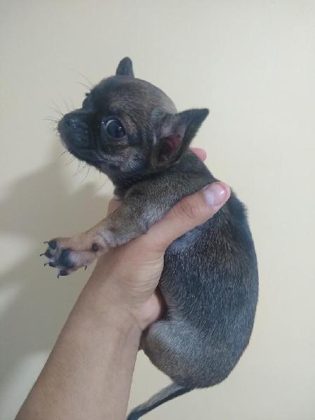 Chihuahua Toy