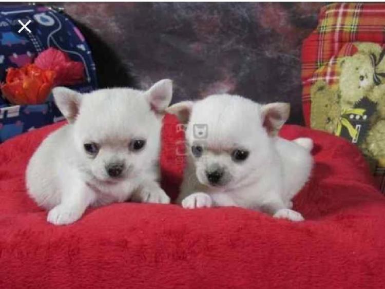 Hermosos Cachorros Chihuahua Toy