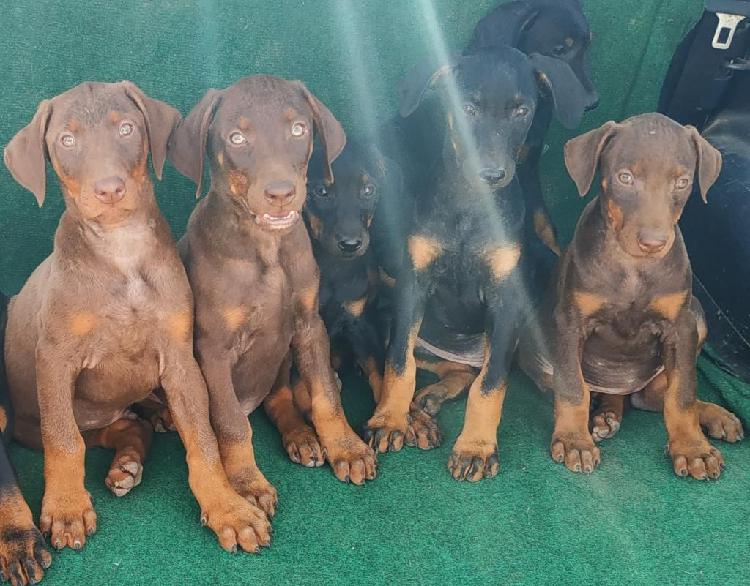 Llegaron Los Guardianes Doberman