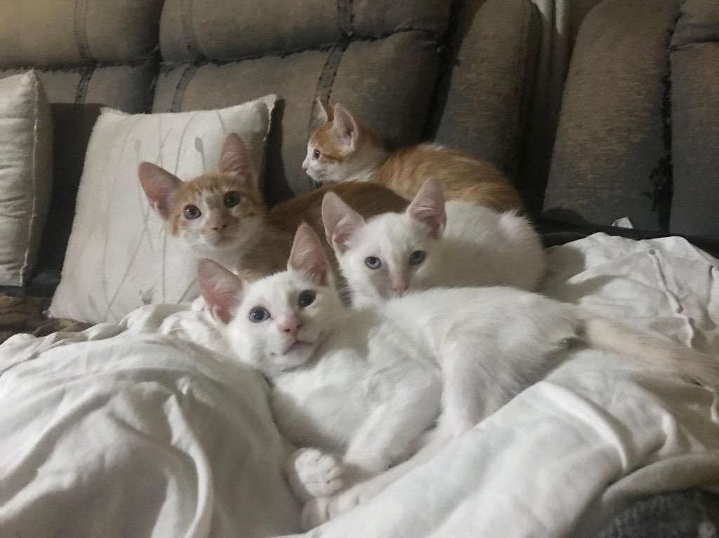 Adopción de Gatitos