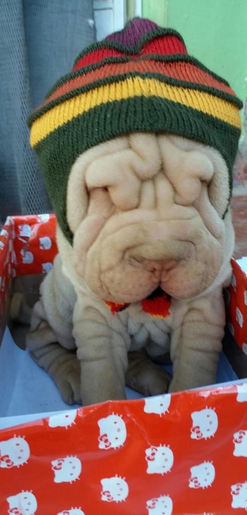 BB SHARPEI MACHITO