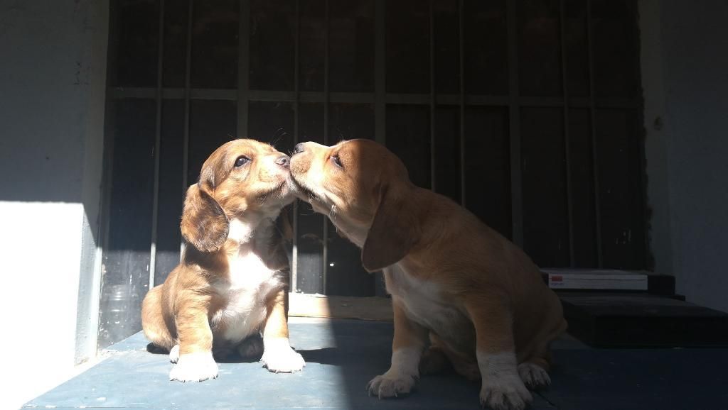 Beagles Cruzaditos 145 Soles