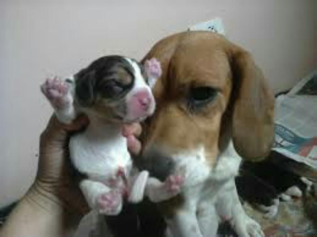 Beagles Oferta