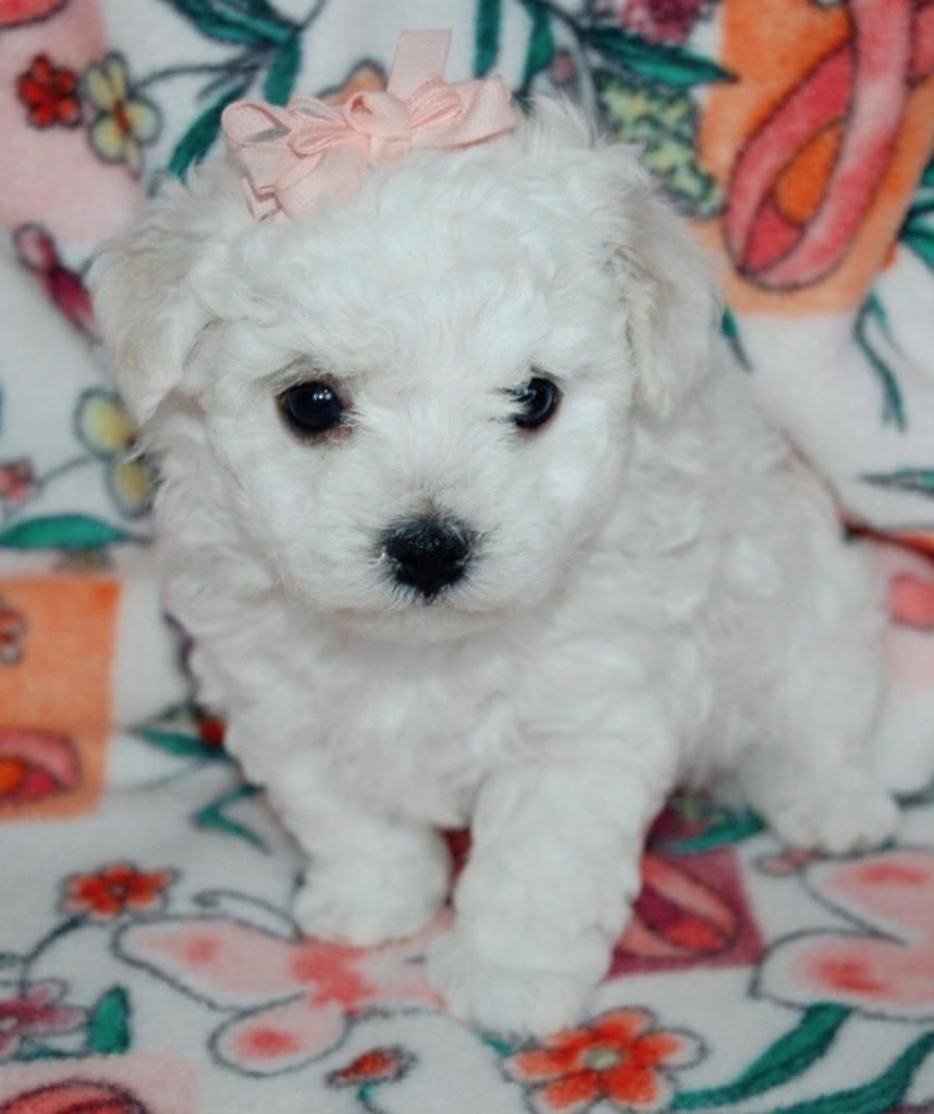 Bichon Frise