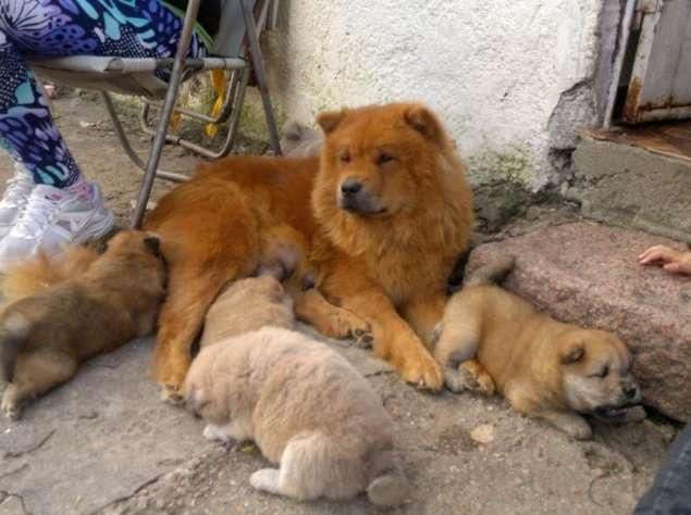 CACHORROS CHOW CHOW