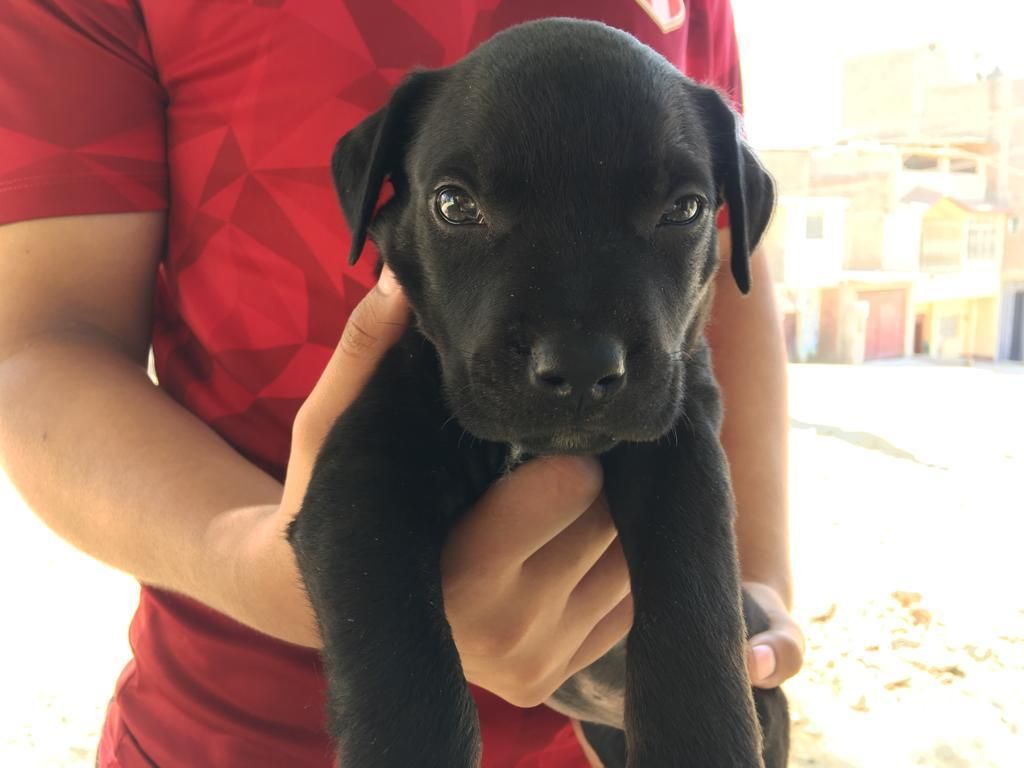 CACHORROS PITBULL CON ROTTWEILER