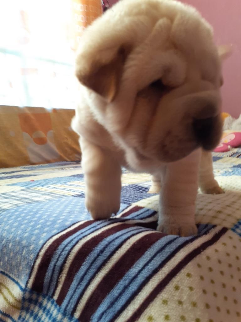 Cachorras Sharpei