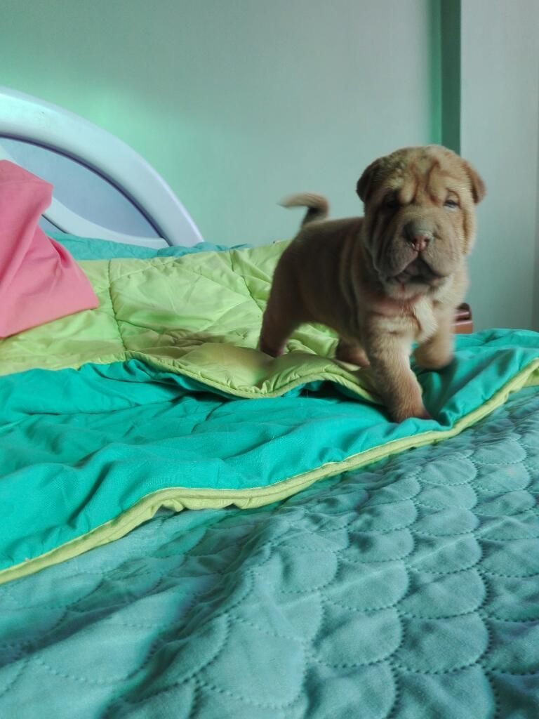 Cachorritos Sharpei