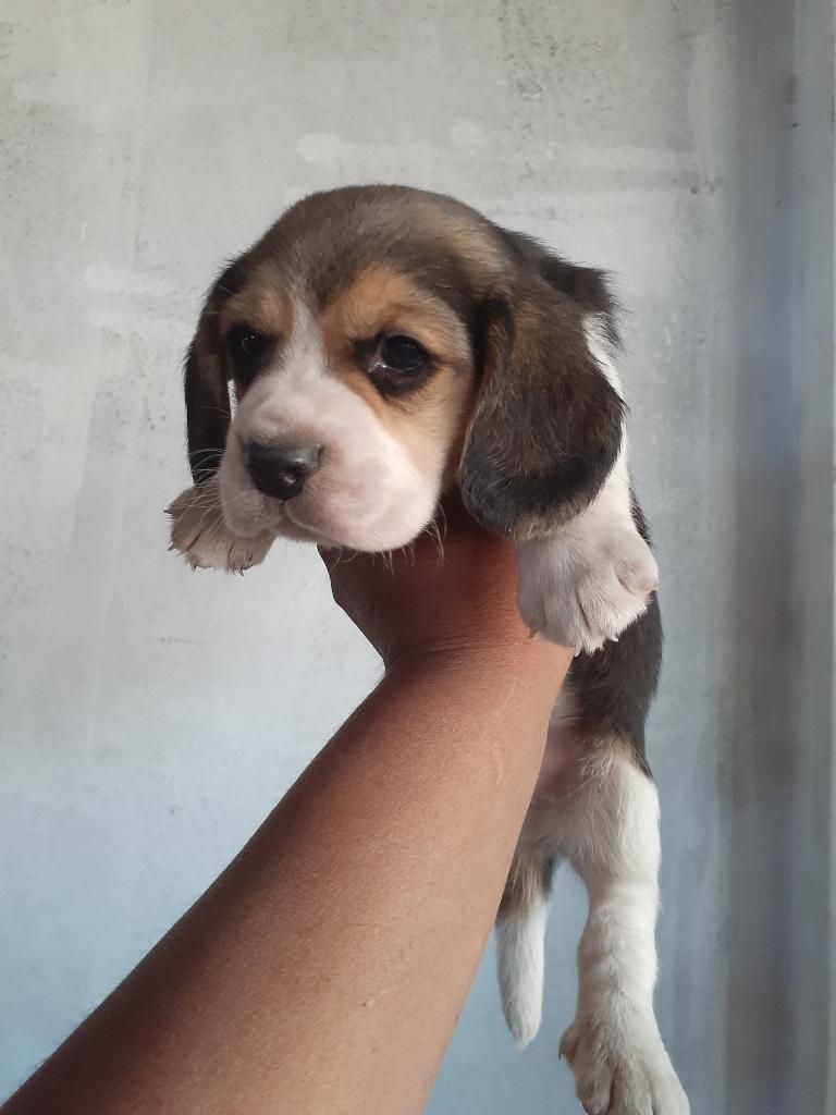 Cachorros Beagle Tricolor Pedigre Ocasio