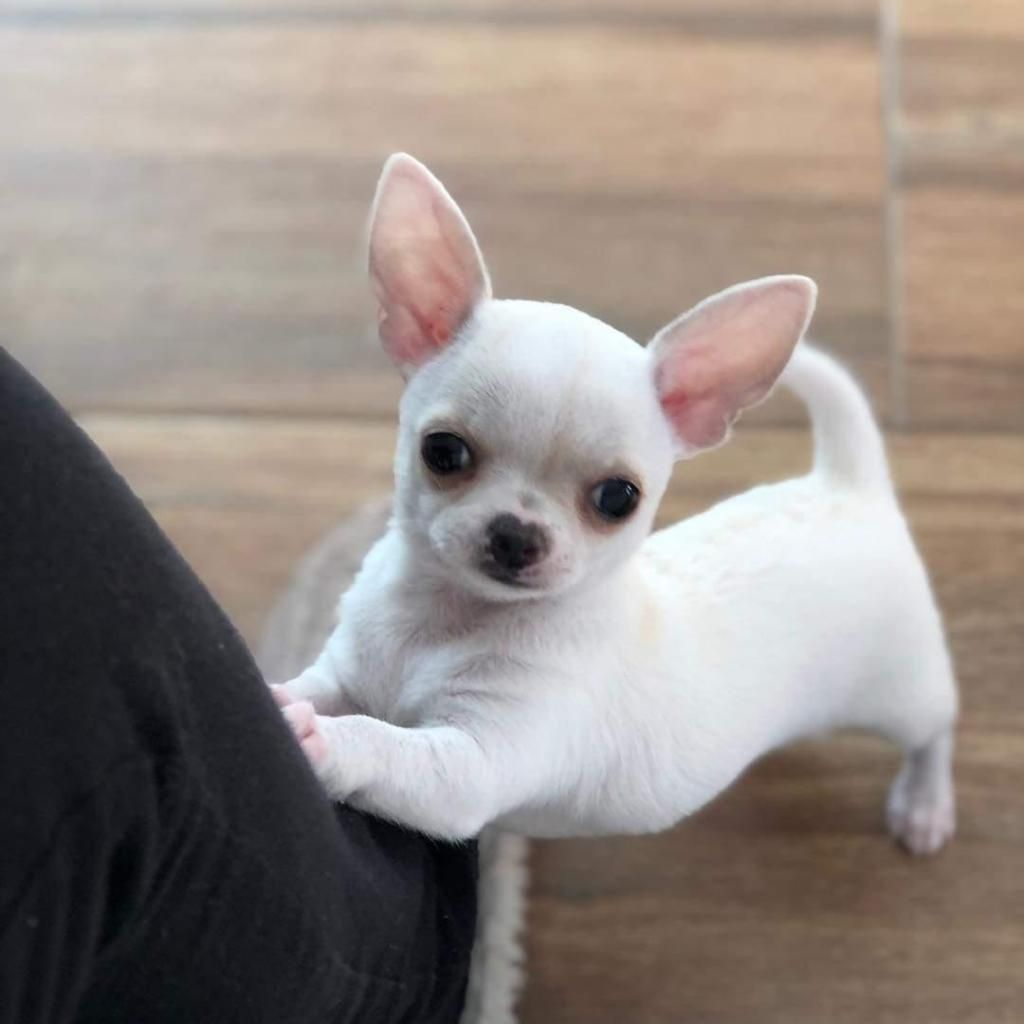 Cachorros Chihuahua minitoy