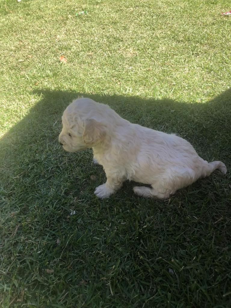 Cachorros Poodle