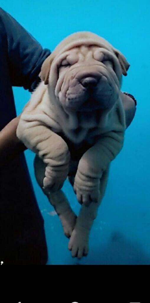 Cachorros Sharpei